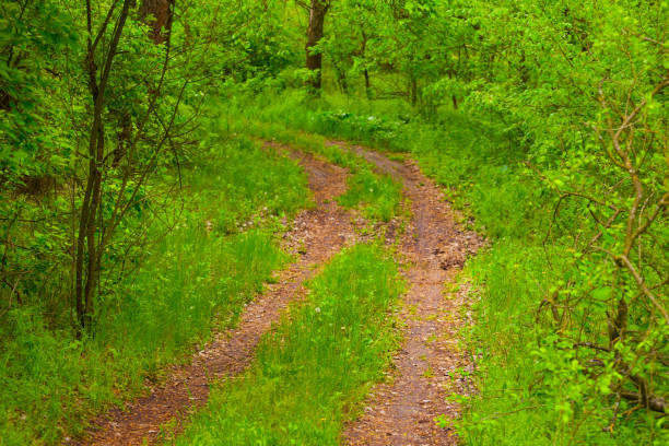 Vehicle track through a forest in a deer park in England