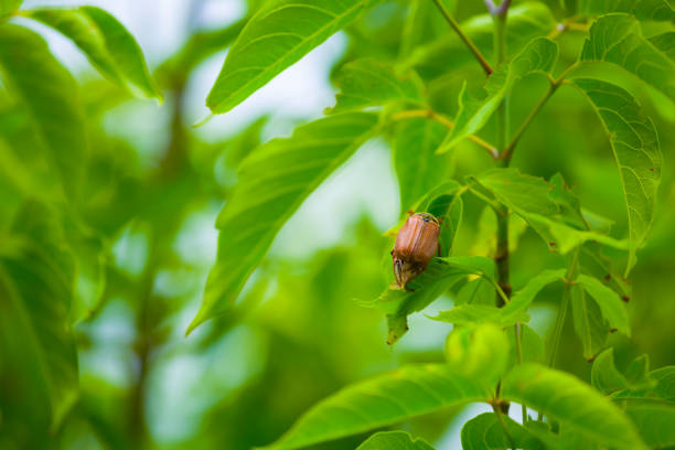 closeup chafer cit on green tree branch