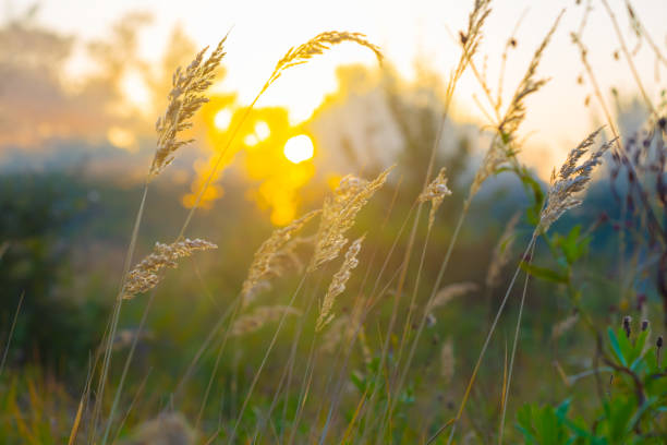 istock closeup prairie grass in evening sun light 2161766142