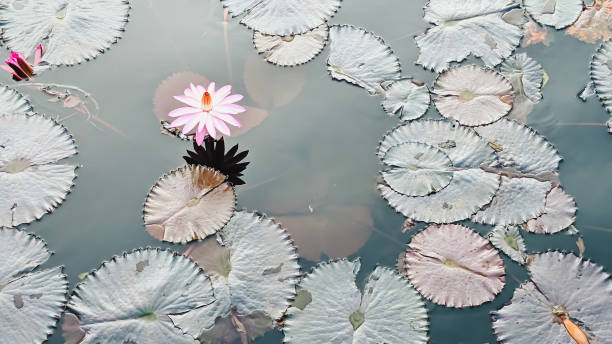 istock High angle view. A water lily flower in a pond 2161766207