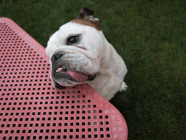 Vestibular syndrome in a dog: head tilted. Also: beautiful dog poses beautifully in a beautiful garden leaning onto a beautiful table