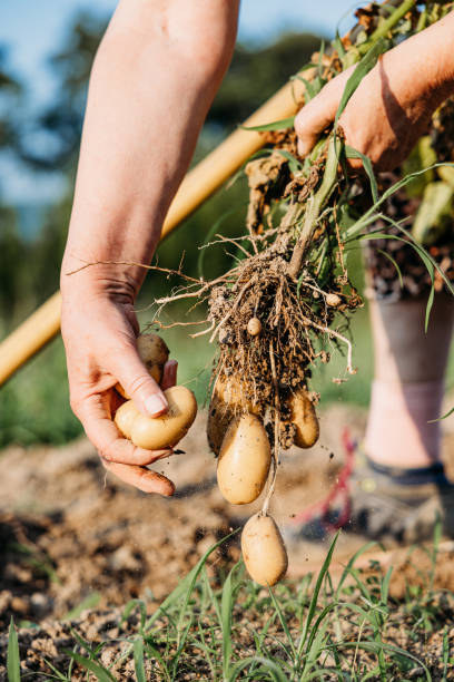 istock Farmer holding freshly picked potato root 2161767853