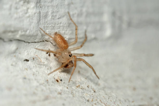 The Pholcidae are a family of araneomorph spiders. The family contains over 1,800 individual species of pholcids, including those commonly known as cellar spider, daddy long-legs spider, carpenter spider, daddy long-legger, vibrating spider, gyrating spider, long daddy, and skull spider.