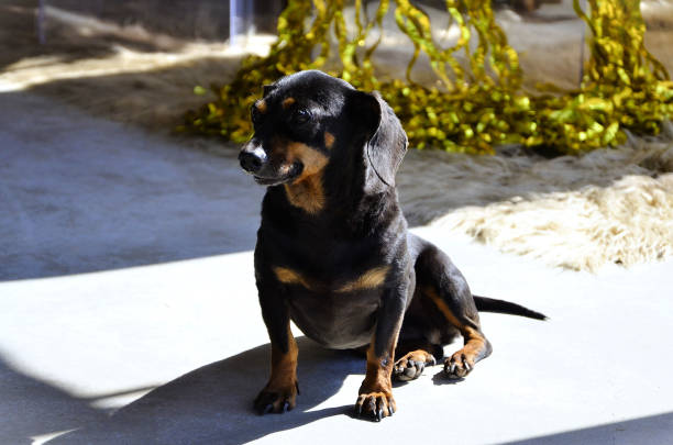 A black caramel dachshund dog in the backyard sunbathing