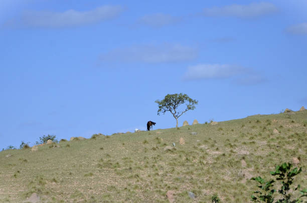 Horses grazing on the hill next to a small lonely tree on a sunny day and cloud-filled sky