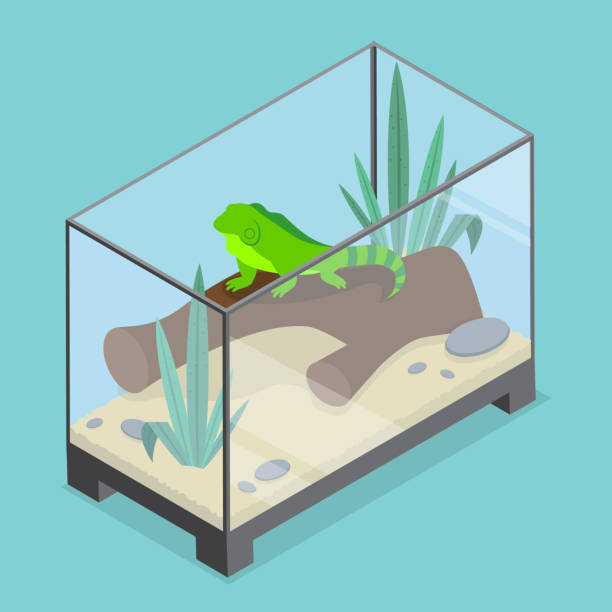3D Isometric Flat Vector Illustration of Exotic Pets 3D Isometric Flat Vector Illustration of Exotic Pets, Reptiles and Amphibians Care wood turtle stock illustrations