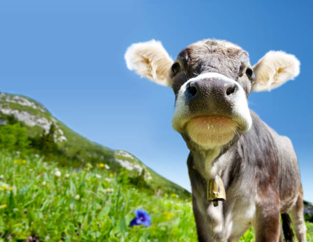 istock Young cow on an alpine meadow 2161774000