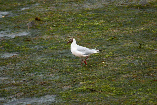 A black-headed gull walks through the marsh, looking for food. The bird's distinctive chocolate-colored head and red beak are prominent features of this bird.