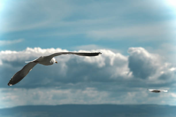 A seagull flying high in a dreamy sky with white clouds. Freedom, flight, motion and summer concept. Large copy-space available.