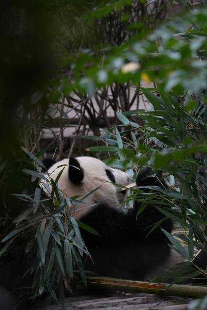 istock A cute panda eating bamboo 2161777944