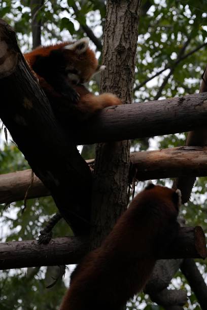 istock Cute red pandas climbing on a tree 2161777945