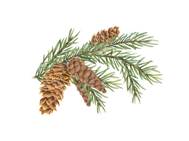 istock Spruce tree branch with cones. Cone bunch on evergreen twig. Winter holiday plant. Watercolor botanical illustration isolated on white background. Aroma element for festive design, package decor 2161778933
