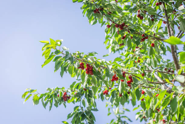 istock Ripe red cherries on the branch 2161780375
