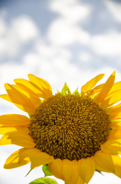 sunflower against a blue sky