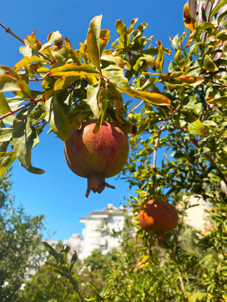 istock A pomegranate hanging on a tree, a singing pomegranate 2161781372