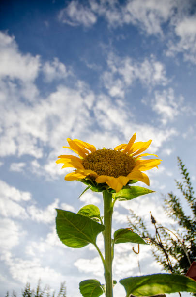 sunflower against a blue sky