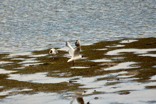 A laughing gull as it takes flight in the Foz marshlands of Sabaris. The birds wings are spread wide, showcasing its elegant plumage against the backdrop of lush marsh vegetation and tranquil waters.
