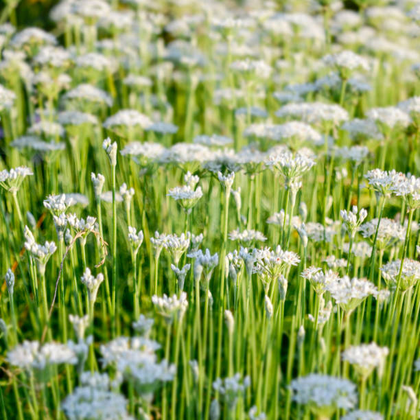 Flowers close up