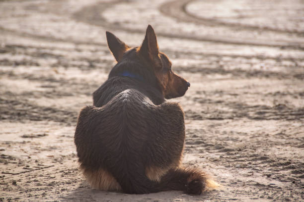 German shepherd lying on sand beach, puerto piramides, biedma department, chubut province, argentina