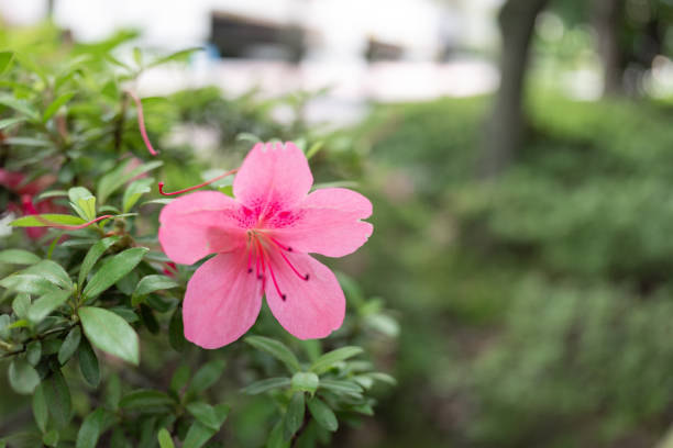 Blooming fresh pink Azalea flowers meadow in natural sunlight decorated in garden