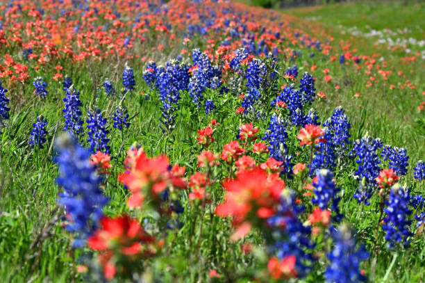 istock Texas Bluebonnet, Indian Paintbrush Sea 2161784652