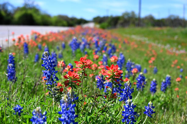 istock Texas Bluebonnet, Indian Paintbrush Roadside Sea 2161784770
