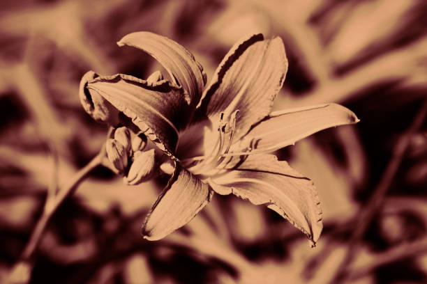 Hippeastrum puniceum , Barbados lily or AMARYLLIDACEAE with old rose flowers on the plant