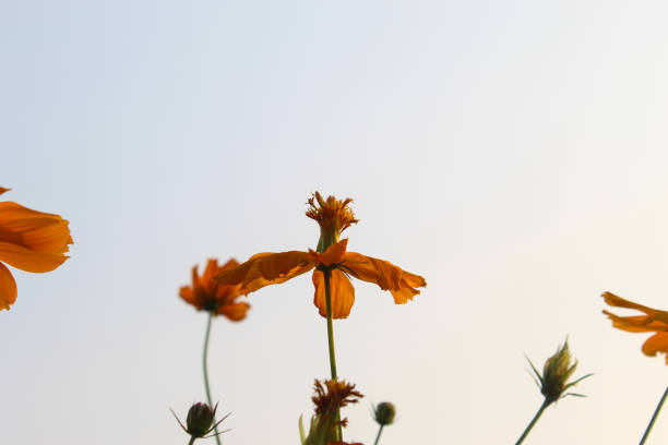 orange kenikir flowers against a bright blue sky background.  Cosmos