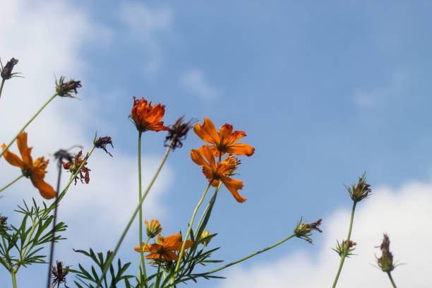 orange kenikir flowers against a bright blue sky background.  Cosmos