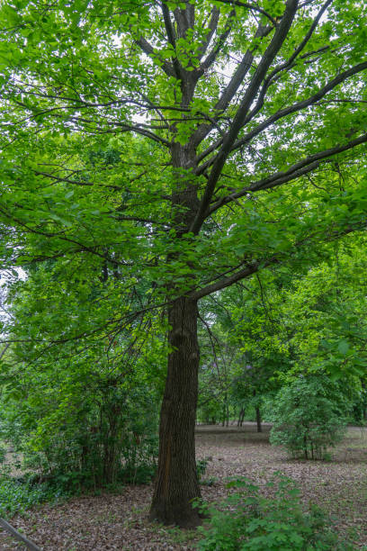 istock Stately tree georgian oak is subspecie sessile oak. 2161789612