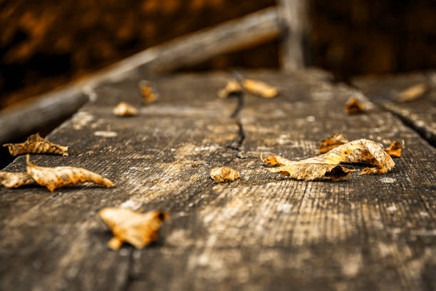 dry fallen leaves on a wooden table of a picnic area