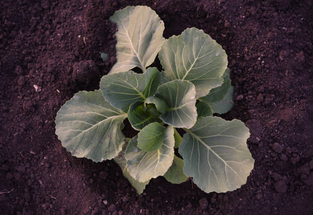 istock Cabbage seedlings in the spring into the ground. Vegetable seedlings in spring. 2161790067