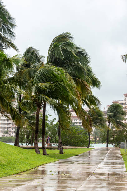 istock Palm trees hit by a hurricane in Miami Beach 2161791022
