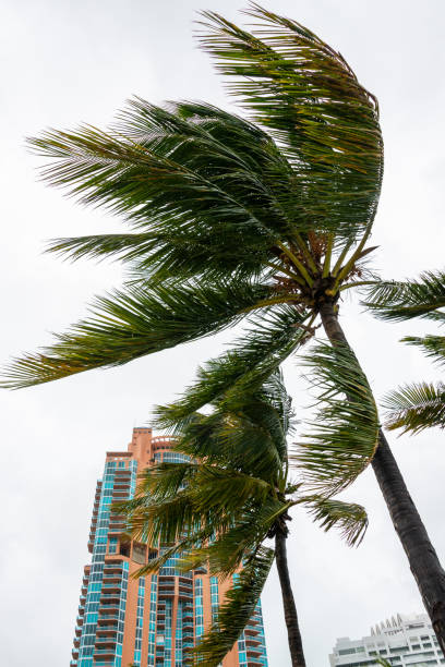 Palm trees hit by a hurricane in Miami Beach
