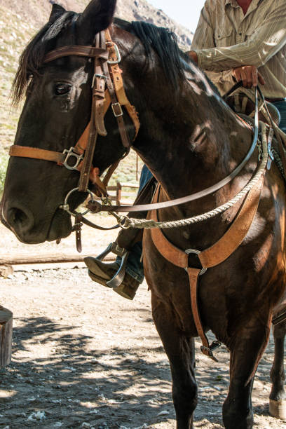 istock Cowboy on Horse 2161791073