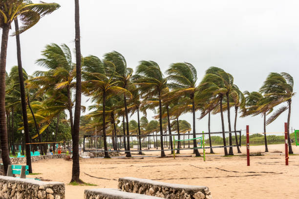 istock Palm trees hit by a hurricane in Miami Beach 2161792431