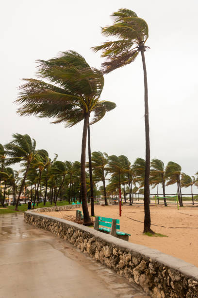 istock Palm trees hit by a hurricane in Miami Beach 2161792778
