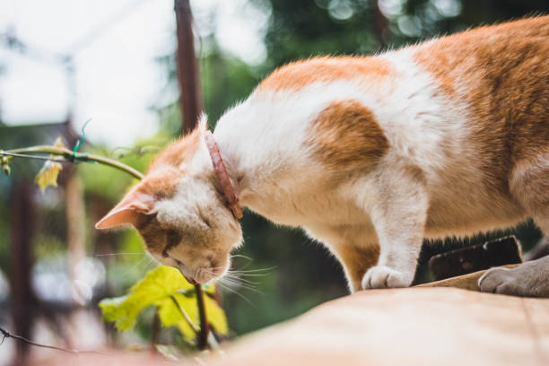 istock One of my favorite cat models 2161792790