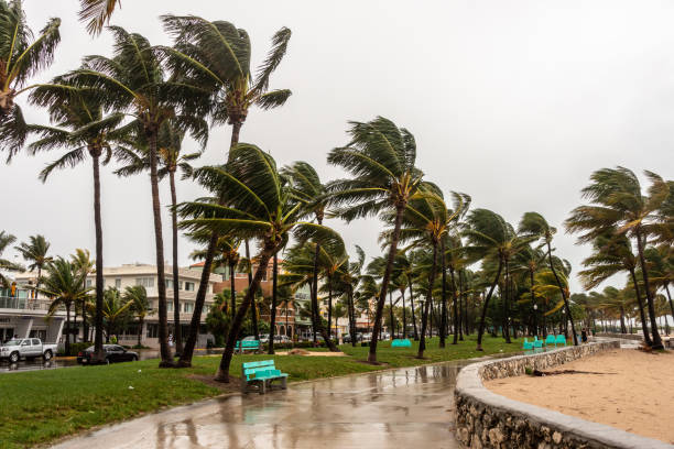 istock Palm trees hit by a hurricane in Miami Beach 2161792996