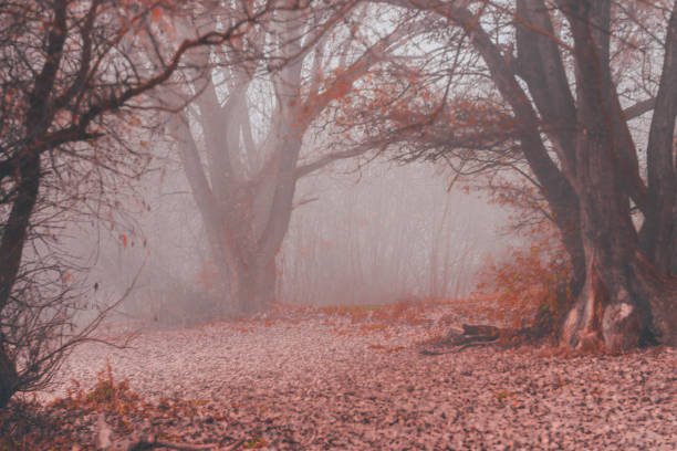 a very beautiful autumn day.