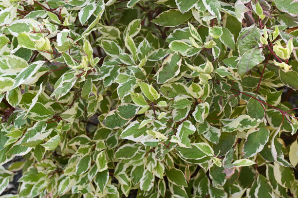istock white ivory halo turf plant. close-up 2161794256