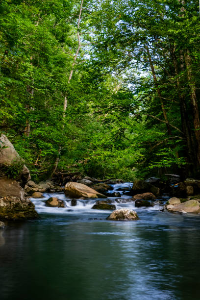 istock Little River Synchronous Fireflies Elkmont Campgrounds Great Smokey Mountains 2161795104