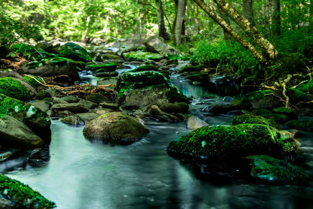 istock Little River Synchronous Fireflies Elkmont Campgrounds Great Smokey Mountains 2161795155