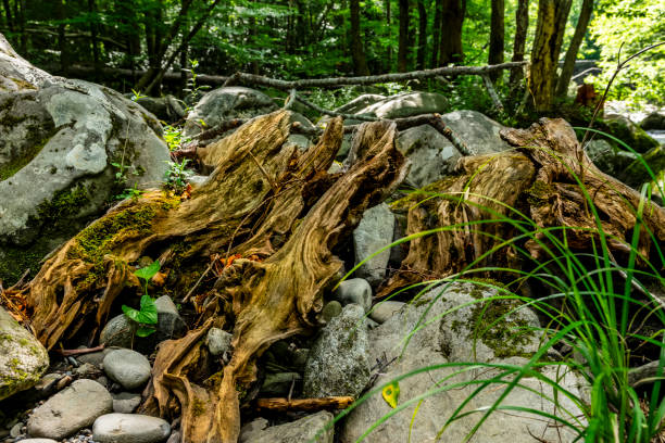 Great Smokey Mountain Riverside Landscape