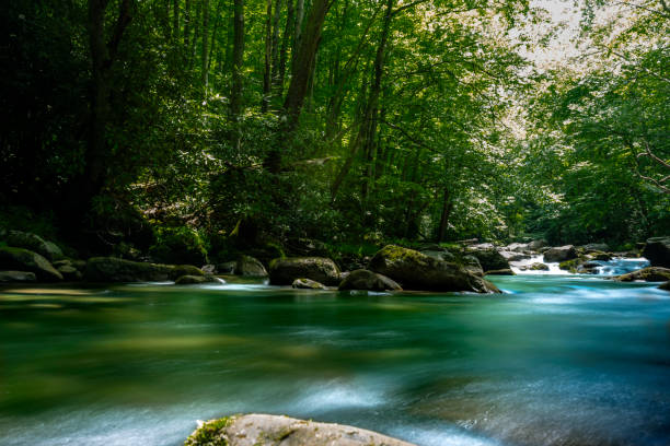 istock Little River Synchronous Fireflies Elkmont Campgrounds Great Smokey Mountains 2161795375