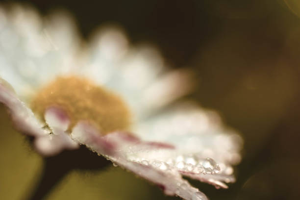 Close-up of a beautiful red Gerbera flower with water drops. Beautiful heart shaped bokeh - it's a REAL bokeh photo, not an illustration or computer filter. Shallow depth of field, space for copy.
