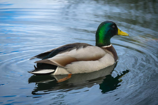 istock Duck Floating on Body of Water 2161795579
