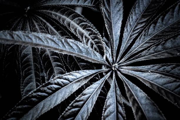 istock Close-up of dark leaves with intricate patterns and textures creating a dramatic visual effect. 2161798500