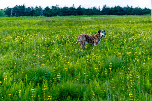Mount Rogers National Recreation  Area