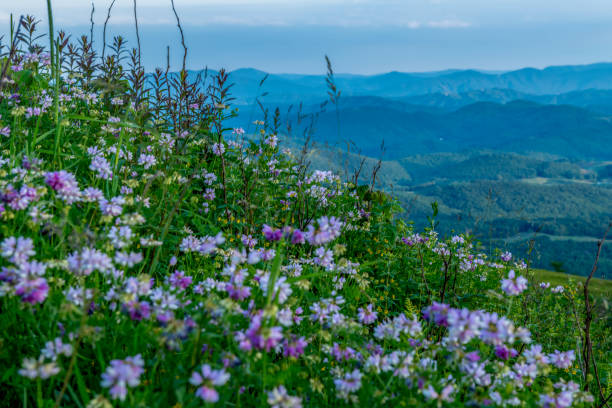 Mount Rogers National Recreation  Area